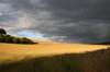Summer storm: An approaching summer storm over a wheat field in Hampshire, England.