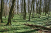 Spring woodland: Beech (Fagus) woodland with ground cover of anemones in Denmark in spring.