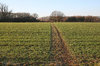 Field path: A field track in late afternoon sunlight in West Sussex, England, in winter.
