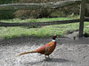 Male pheasant: 