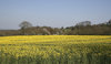 Spring fields: A crop of oilseed rape (Brassica napus) in flower in West Sussex, England, in spring.
