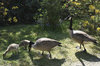 Canada geese: Canada geese (Branta canadensis) and goslings feeding on lakeside grass in West Sussex, England.