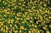 Gele bloemen: 