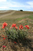 Poppies: Poppies growing on chalk downland in East Sussex, England.