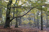 November forest: Beech (Fagus) forest in November in Sussex, England.