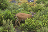 Deer: Probable white-tailed deer (Odocoileus virginianus) on Vancouver Island, Canada.