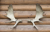 Antlers: Moose antlers mounted as a decoration on a log cabin in Canada.