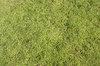 Tiny plants texture: A carpet of tiny waterside plants (Crassula helmsii) in West Sussex, England.