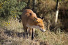 Fox: A fox (Vulpes vulpes) in Sussex, England.