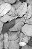 Magnolia leaf texture B/W: Fallen leaves from a magnolia tree in autumn.
