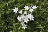 Star-of-Bethlehem flowers: Wild Star-of-Bethlehem (Ornithogalum) flowers growing in southern Italy.