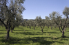 Olive orchards: Olive (Olea europaea) orchards in southern Italy.