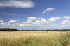 Summer fields: Farm landscape in summer in West Sussex, England.