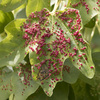 agallas de plantas: 