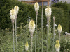 kniphofia bloemen: 