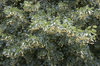Lime seeds: Seeds of a lime (Tilia, Linden) tree in England.