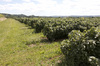 zwarte bessen oogst: 