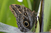 Giant Owl butterfly: Giant Owl butterfly (Caligo memnon, aka Pale Owl butterfly) from a butterfly farm but native to the Neotropical region.)