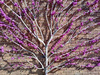 Judas Tree: An espaliered Judas Tree (Cercis) growing in a garden in England.