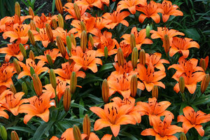 Orange Lilien: 