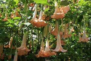 Angel's Trumpets: A garden cultivar of Angel's Trumpet (Brugmansia) in flower in Madeira.