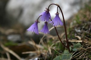 Snowbells: Snowbells (Soldanella) growing high up in the Dolomites, Italy.