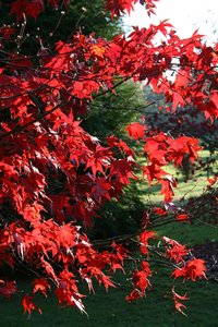 Red Acer leaves: Red leaves of an ornamental Acer tree growing in a garden in West Sussex, England, in autumn.