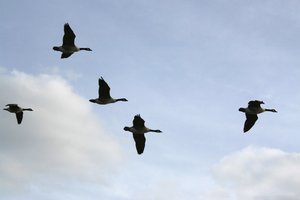 Geese in flight: Geese in flight in winter in England.