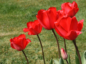 Tulpen in de lente: 