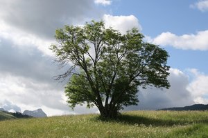 Baum in den Bergen: 