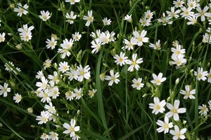 Wild spring flowers: Wild stitchwort (Stellaria) flowers in Sussex, England, in spring.