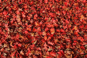 Red Leaves Free Stock Photos Rgbstock Free Stock Images Micromoth February 01 10 34