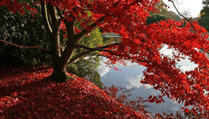 Lakeside red: Autumn colours on a lakeside ornamental maple (Acer) tree in a park in East Sussex, England.