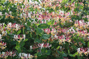 Honeysuckle: Honeysuckle (Lonicera) flowers in East Sussex, England.