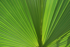Fan palm: Bright sunlight shining through a leaf of a fan palm in southern China.