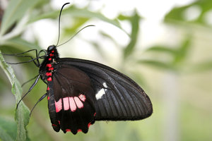 Nieuwe vlinder: 