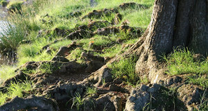Tree roots: Surface roots of an old oak (Quercus) tree beside a pond in a meadow in West Sussex, England, in evening sunlight.