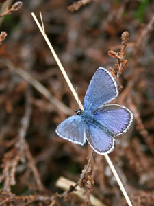 Blue butterfly: A blue butterfly (Lycaenidae) in spring in Norway.