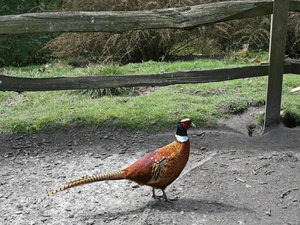 Male pheasant: 