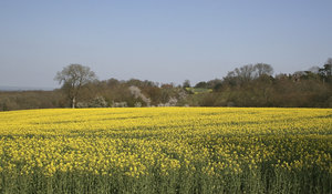 Spring fields: A crop of oilseed rape (Brassica napus) in flower in West Sussex, England, in spring.