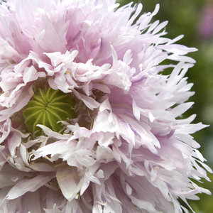 Fluffy pink poppy: A fluffy pink poppy (Papaver) cultivar.