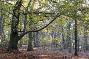 November forest: Beech (Fagus) forest in November in Sussex, England.
