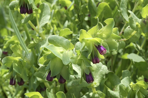 Cerinthe flowers: Wild Cerinthe flowers in southern Spain.