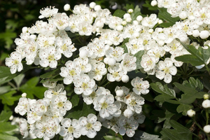 Hawthorn blossom: Hawthorn (Crataegus) flowers in West Sussex, England, in spring.