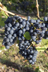 Grapevine: Black grapevines in Dordogne, France.