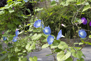 Blue Ipomoea flowers: Blue Ipomoea flowers in a garden in the Dordogne, France.