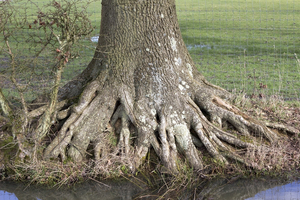 Tree roots: Base and roots of an oak (Quercus) tree in West Sussex, England.