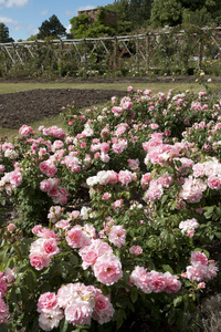 jardín de rosas: 