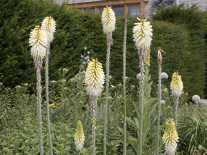 kniphofia bloemen: 