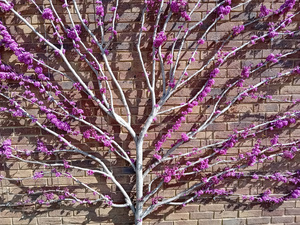 Judas Tree: An espaliered Judas Tree (Cercis) growing in a garden in England.